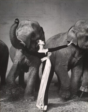 优雅与力量的对峙：Richard Avedon《多维玛与大象》