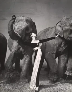 优雅与力量的对峙：Richard Avedon《多维玛与大象》