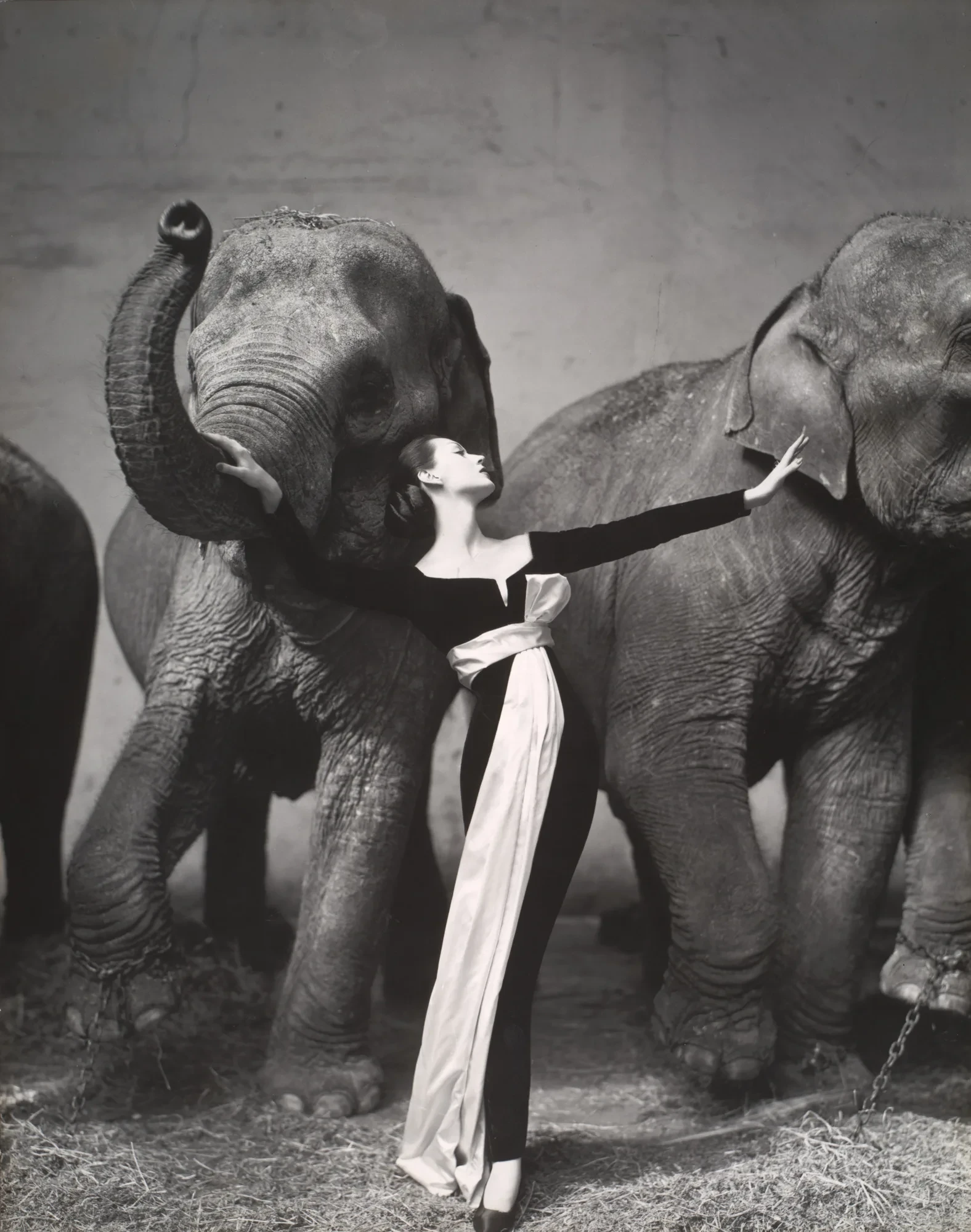 优雅与力量的对峙：Richard Avedon《多维玛与大象》-多模态AI