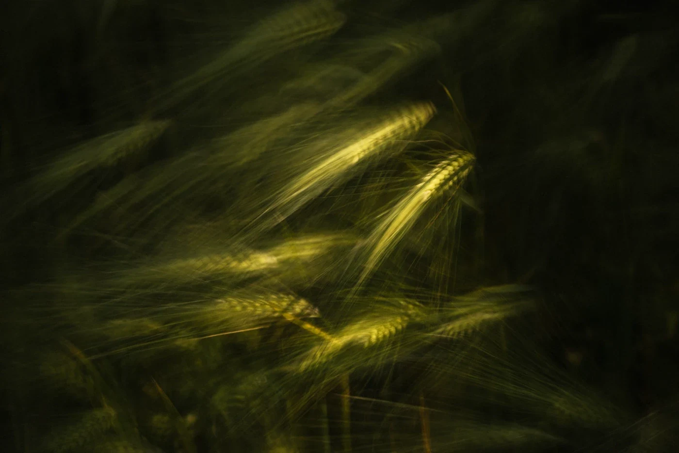 Behance 设计精选 | WAVES OF GRAIN — Germany-多模态AI