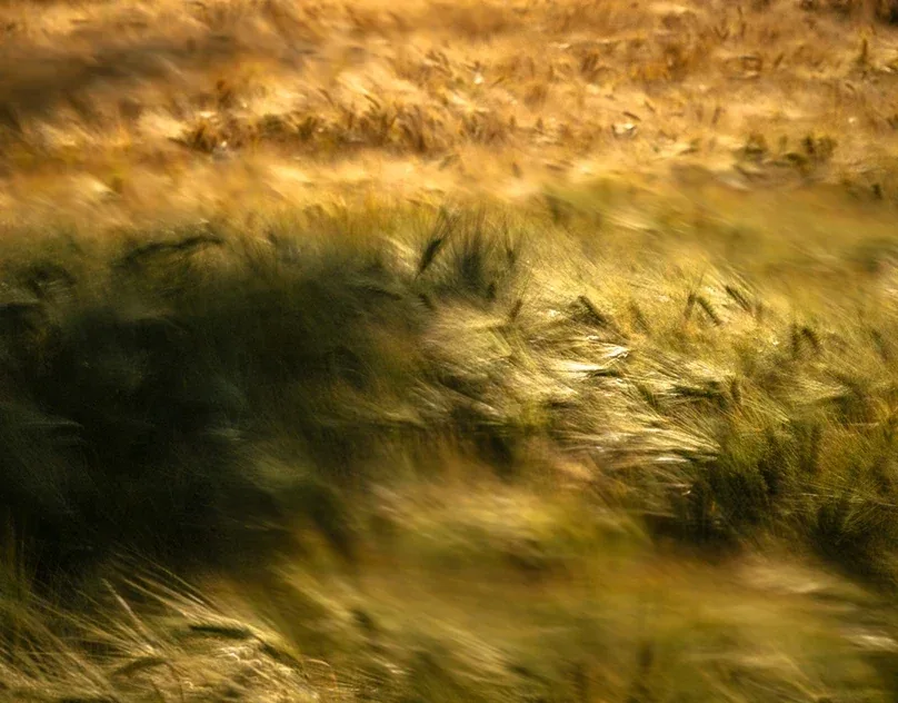 Behance 设计精选 | WAVES OF GRAIN — Germany-多模态AI