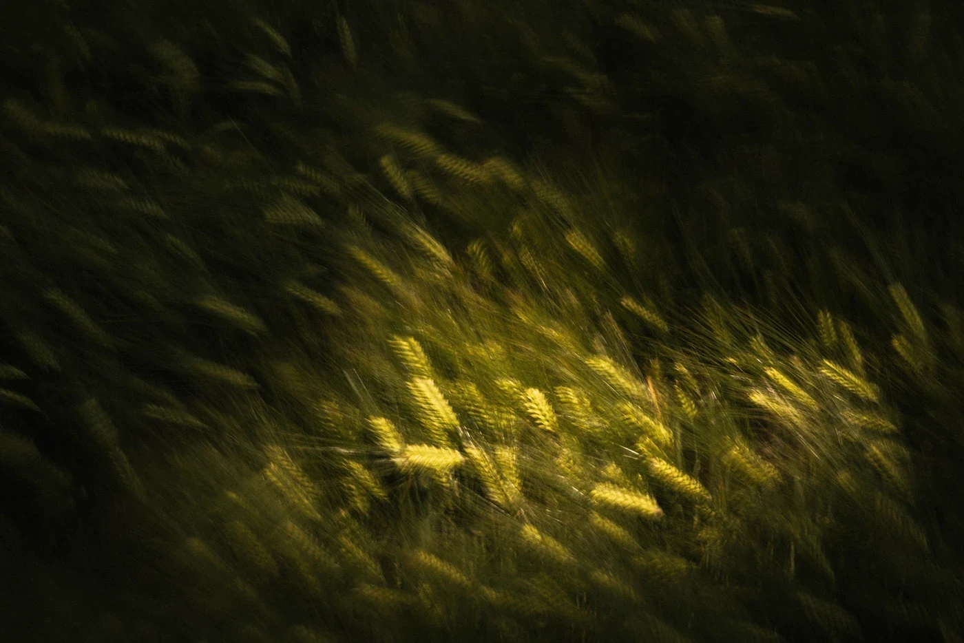 Behance 设计精选 | WAVES OF GRAIN — Germany-多模态AI