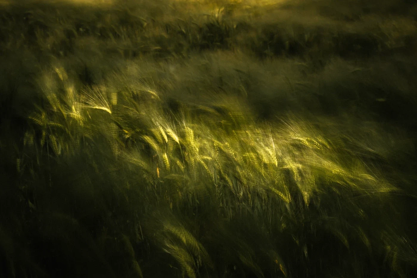 Behance 设计精选 | WAVES OF GRAIN — Germany-多模态AI