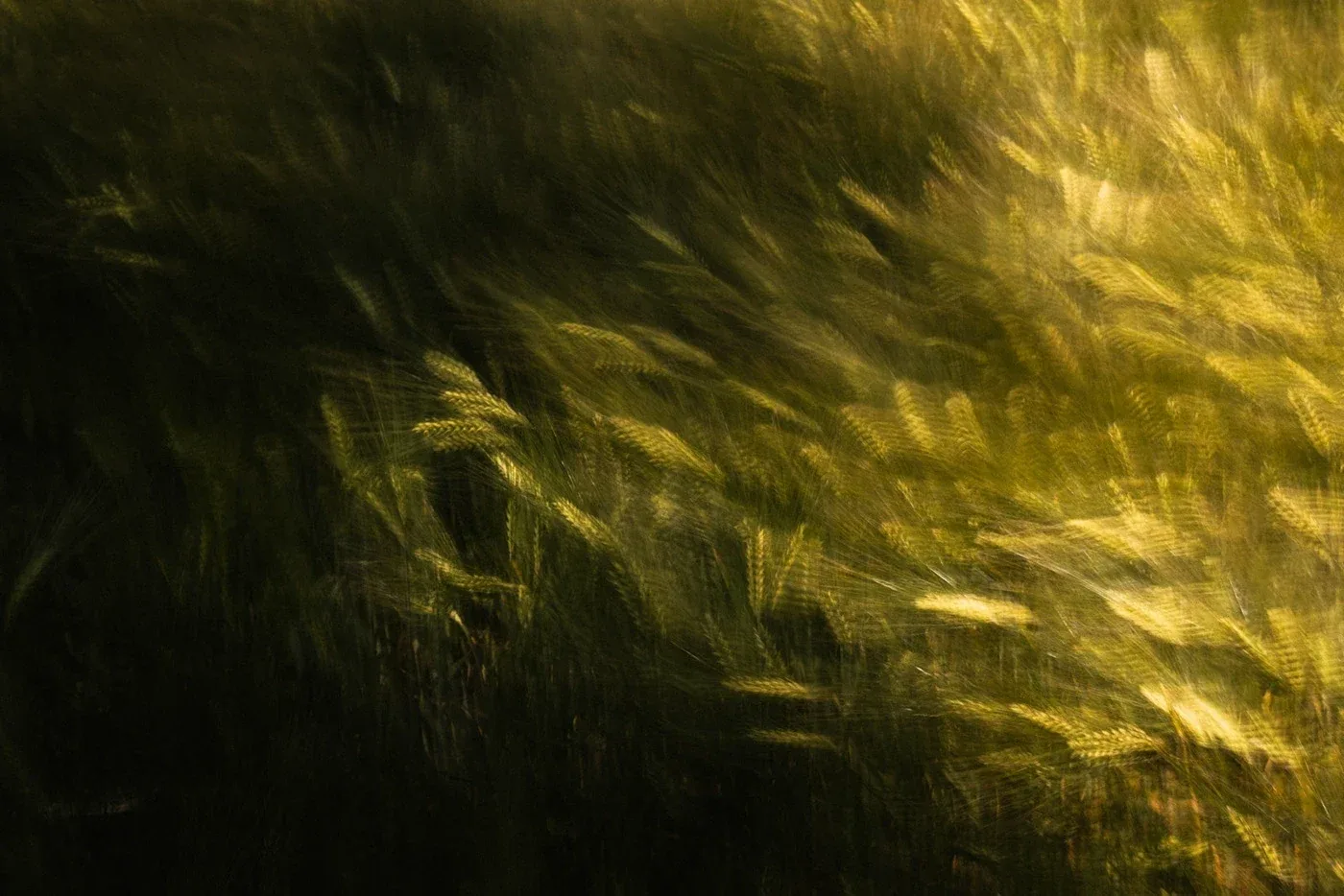 Behance 设计精选 | WAVES OF GRAIN — Germany-多模态AI
