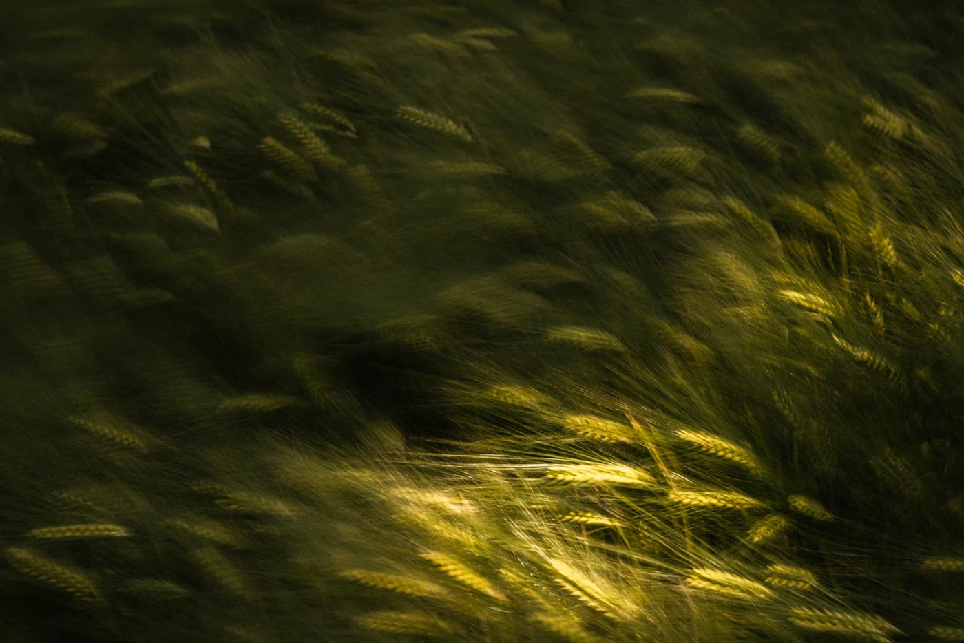Behance 设计精选 | WAVES OF GRAIN — Germany-多模态AI