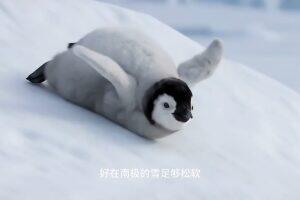 视觉叙事与隐喻表达：刘可欣同学《我很“南”极》微纪录片评审