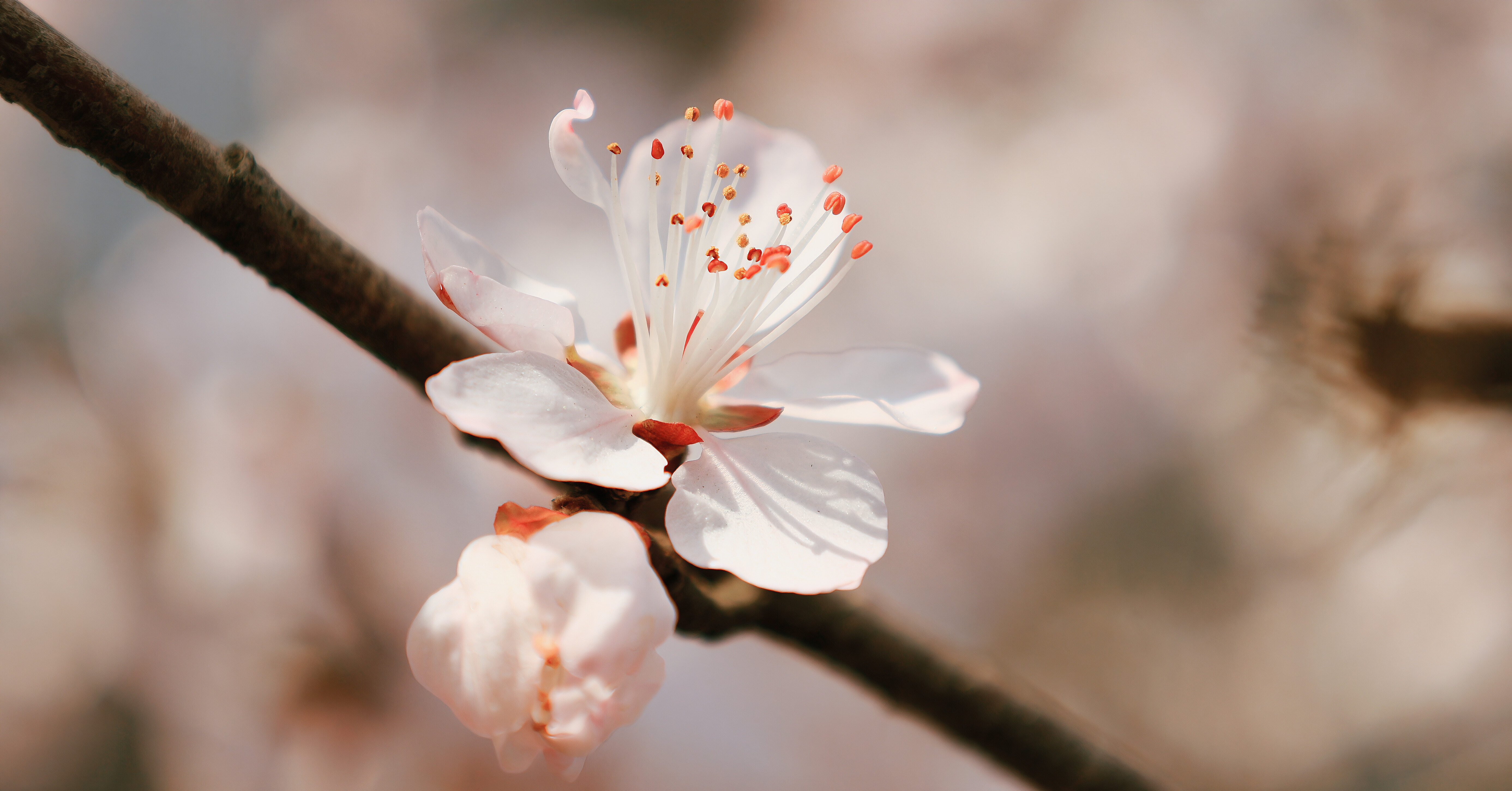 花卉特写精细聚焦突出自然生命之美-多模态AI