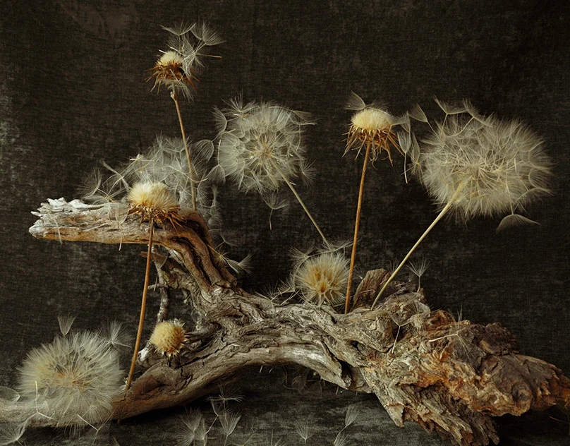 Behance 设计精选 | Volatile seeds and roots of unusual beauty-多模态AI