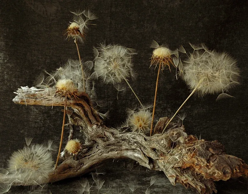 Behance 设计精选 | Volatile seeds and roots of unusual beauty-多模态AI