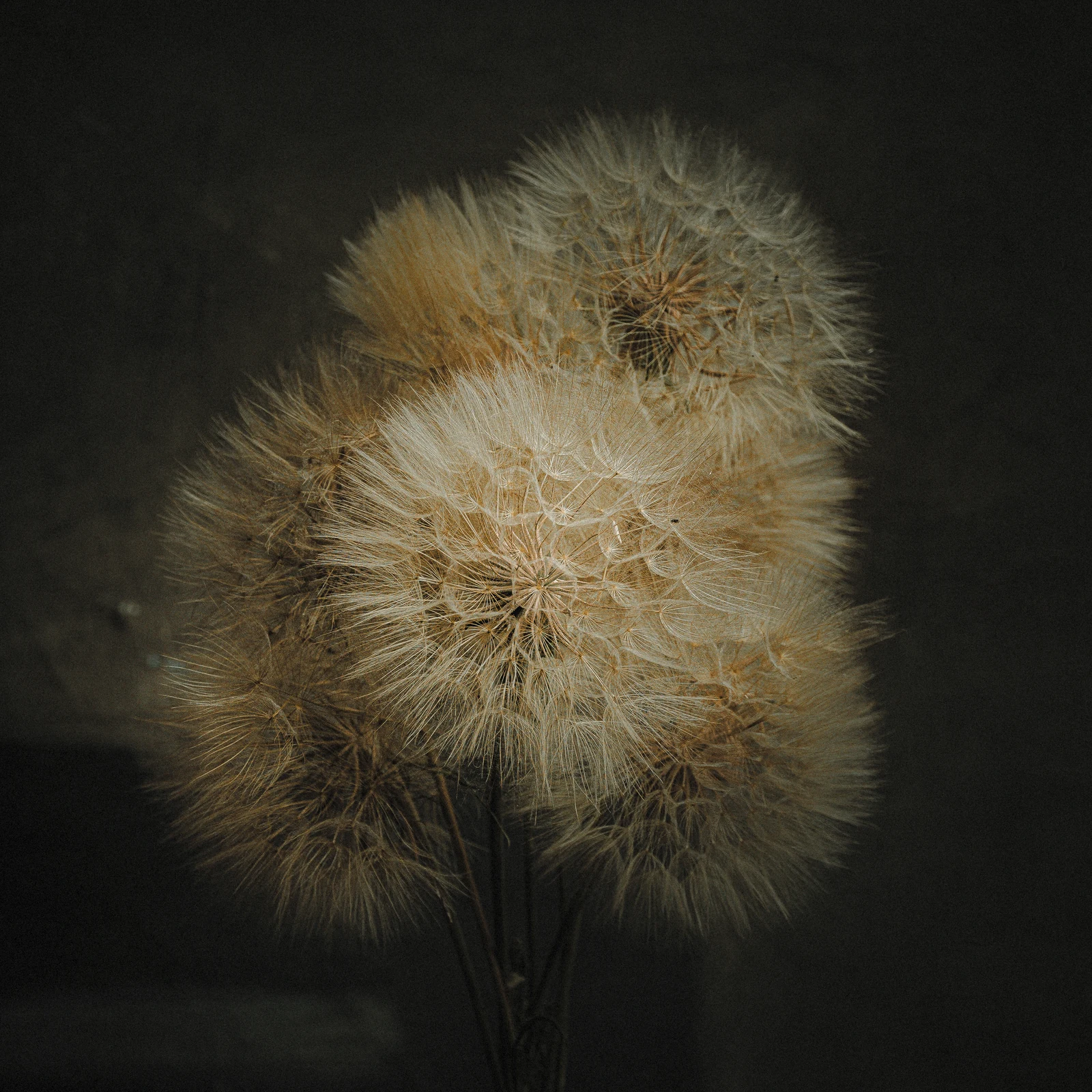Behance 设计精选 | Volatile seeds and roots of unusual beauty-多模态AI