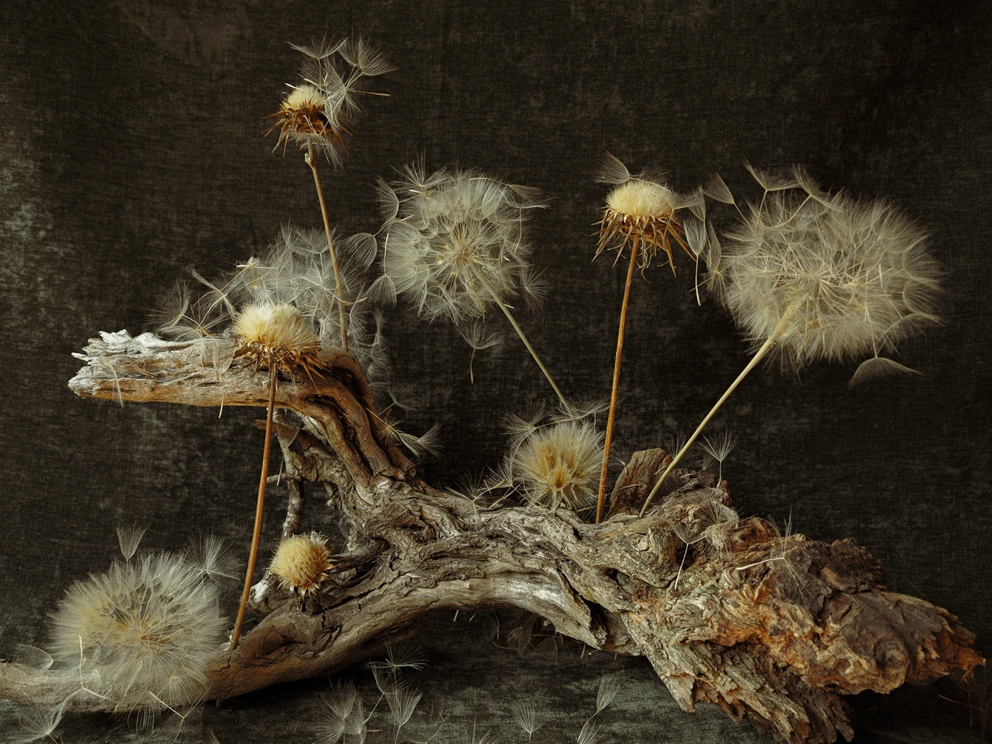 Behance 设计精选 | Volatile seeds and roots of unusual beauty-多模态AI