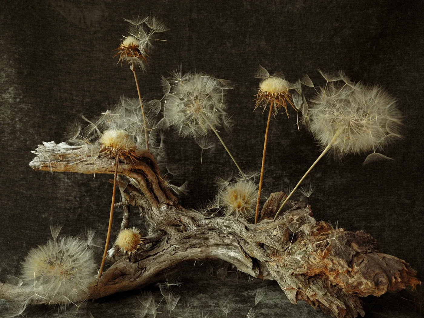 Behance 设计精选 | Volatile seeds and roots of unusual beauty-多模态AI