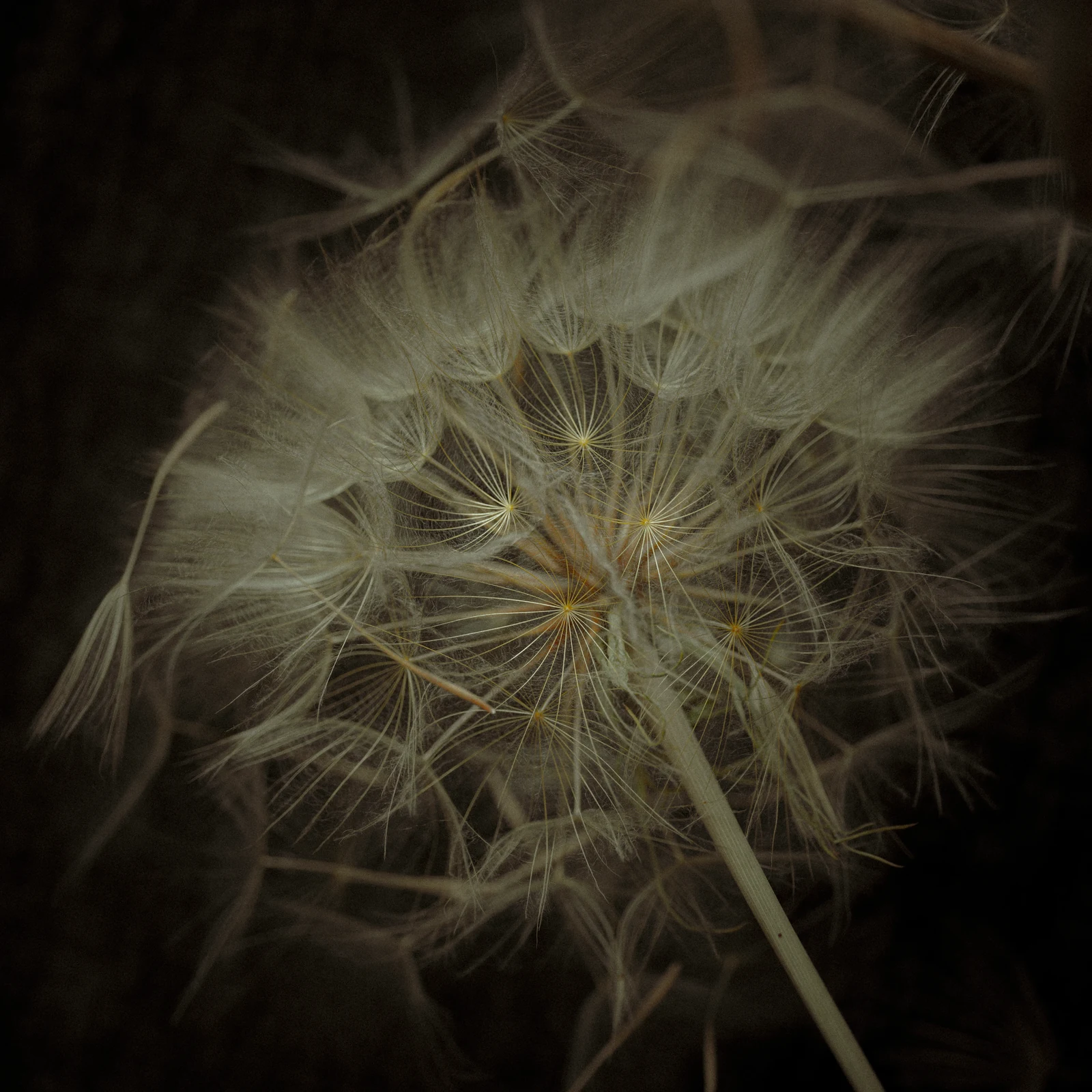 Behance 设计精选 | Volatile seeds and roots of unusual beauty-多模态AI