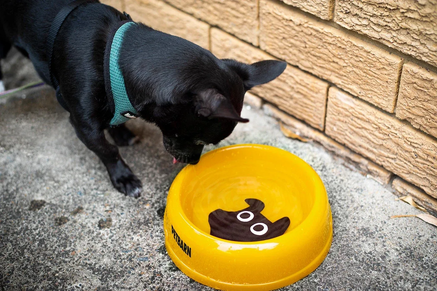 Behance 设计精选 | Petbarn-多模态AI